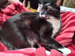Lost Male Cat last seen Madrona way, Coupville, Coupeville, WA 98239