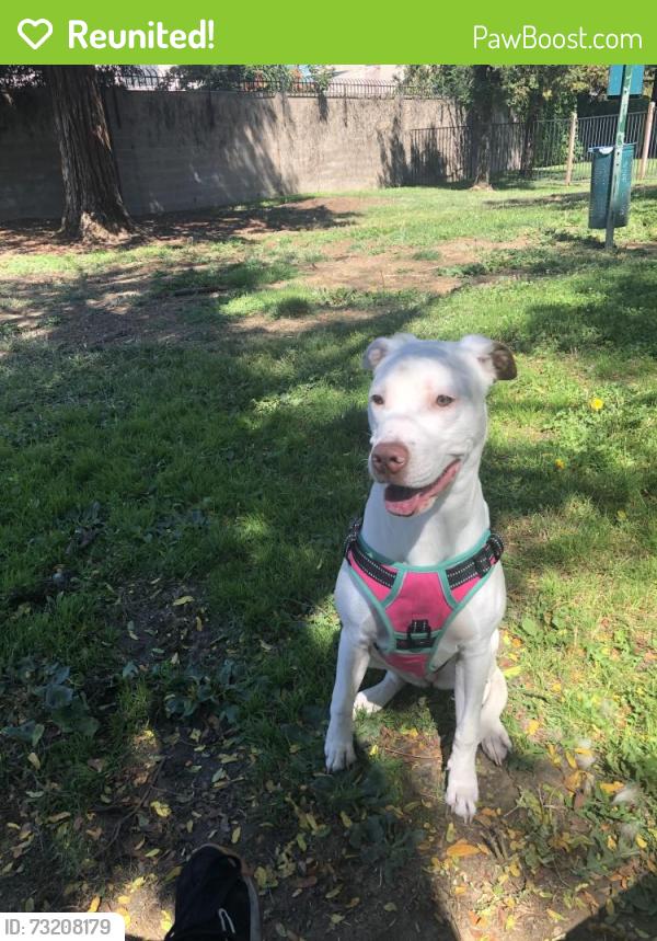 Reunited Female Dog last seen Near H St, Sparks, NV 89431, USA, Sparks, NV 89431