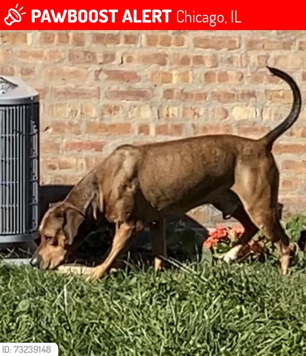 Lost Male Dog last seen 51st & Sawyer, Chicago, IL 60632