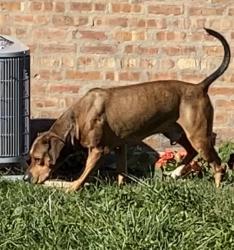 Lost Male Dog last seen 51st & Sawyer, Chicago, IL 60632