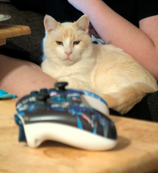 Lost Male Cat last seen Across the Street from Dollar General Cannon Rd, Laurens County, SC 29384