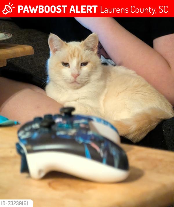 Lost Male Cat last seen Across the Street from Dollar General Cannon Rd, Laurens County, SC 29384