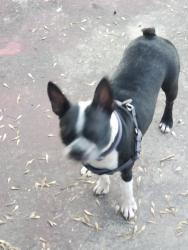 Reunited Female Dog last seen Edalyn and Otto, Kirby, TX 78219