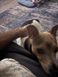 Lost Male Dog last seen old folkstone rowd, Sneads Ferry, NC 28460
