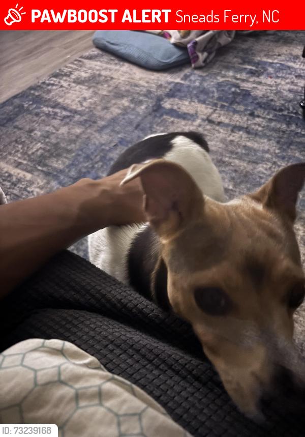 Lost Male Dog last seen old folkstone rowd, Sneads Ferry, NC 28460