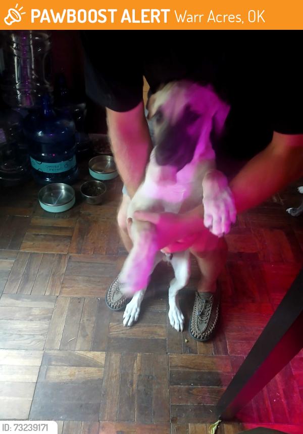 Found/Stray Male Dog last seen Nw58th st and macarthur, Warr Acres, OK 73122