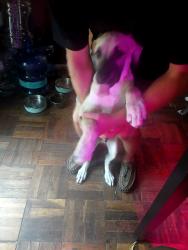 Found/Stray Male Dog last seen Nw58th st and macarthur, Warr Acres, OK 73122