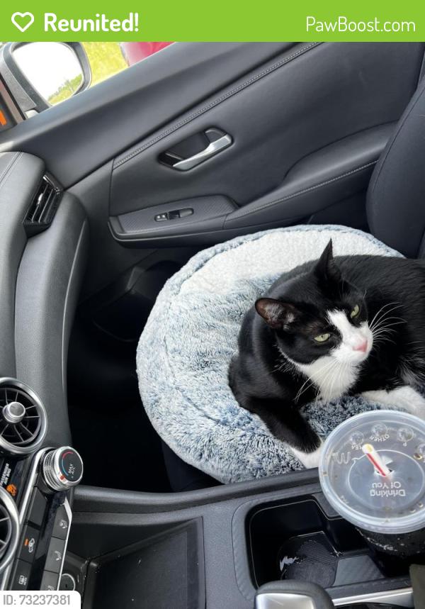 Reunited Male Cat last seen Pourroy road and serrento dr, Murrieta, CA 92563
