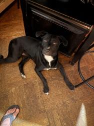 Lost Male Dog last seen Near whitby Avenue, Philadelphia, PA 19143