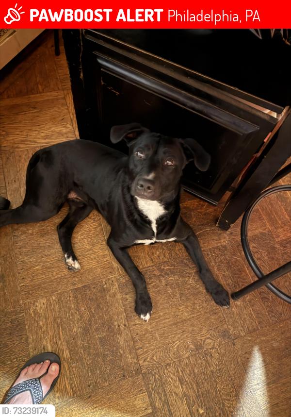 Lost Male Dog last seen Near whitby Avenue, Philadelphia, PA 19143