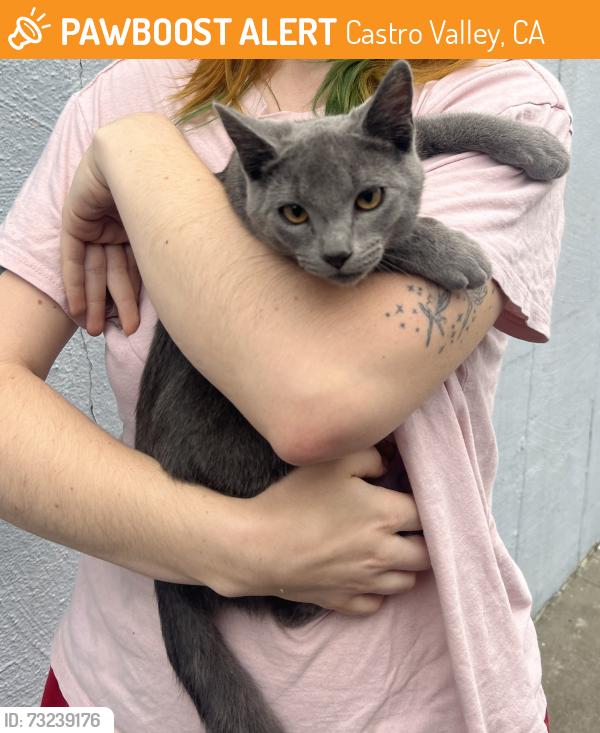 Found/Stray Male Cat last seen In our backyard, Castro Valley, CA 94546