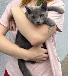 Found/Stray Male Cat last seen In our backyard, Castro Valley, CA 94546
