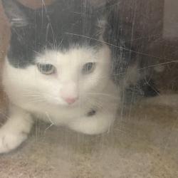 Shelter Stray Male Cat last seen , Animal Care & Control Team of Philly, 111 W Hunting Park Ave, Philadelphia, PA 19140, USA