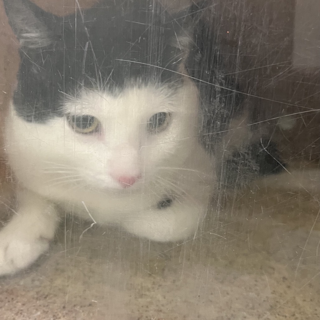 Shelter Stray Male Cat last seen , Animal Care & Control Team of Philly, 111 W Hunting Park Ave, Philadelphia, PA 19140, USA