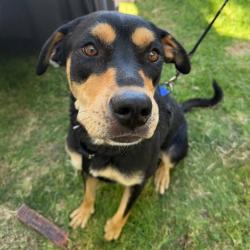 Shelter Stray Female Dog last seen , 361 S Raymond Ave, Pasadena, CA 91105, USA