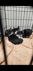 Lost Male Cat last seen Circle K area maybe?, American Canyon, CA 94503
