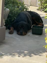 Found/Stray Unknown Dog last seen Old dairy Dr, Antelope, CA 95843