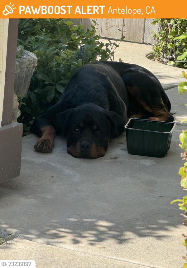 Found/Stray Unknown Dog last seen Old dairy Dr, Antelope, CA 95843