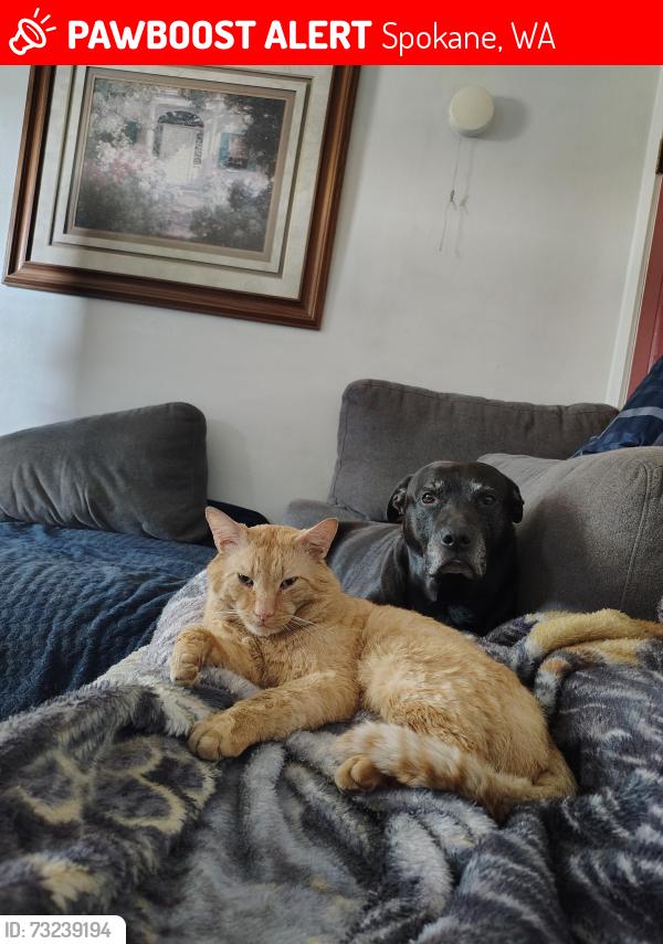 Lost Male Cat last seen Jefferson, Spokane, WA 99205
