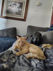 Lost Male Cat last seen Jefferson, Spokane, WA 99205
