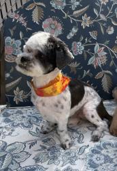 Reunited Female Dog last seen Randolph ave and Clifton ave. By the park next to the church, Clifton, NJ 07013