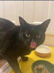 Reunited Male Cat last seen our back garden, Greater London, England IG1 3LL