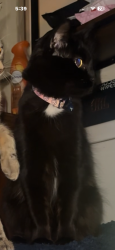 Lost Female Cat last seen Impala dr SE Lacey wa, Olympia, WA 98501