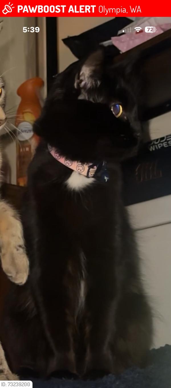 Lost Female Cat last seen Impala dr SE Lacey wa, Olympia, WA 98501