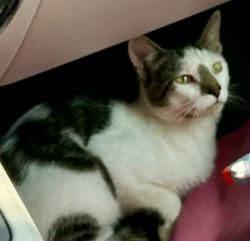 Found/Stray Unknown Cat last seen Buchanan Trail East, Waynesboro (Pen Mar Antique Market parking lot), Waynesboro, PA 17268