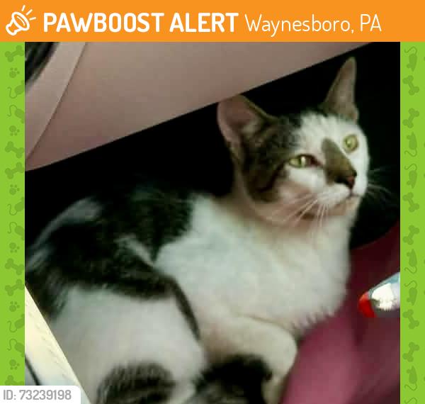 Found/Stray Unknown Cat last seen Buchanan Trail East, Waynesboro (Pen Mar Antique Market parking lot), Waynesboro, PA 17268