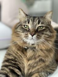 Lost Male Cat last seen New Hope Rd and Hwy 24, Anderson, SC 29626