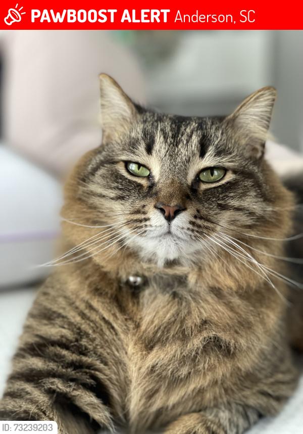 Lost Male Cat last seen New Hope Rd and Hwy 24, Anderson, SC 29626