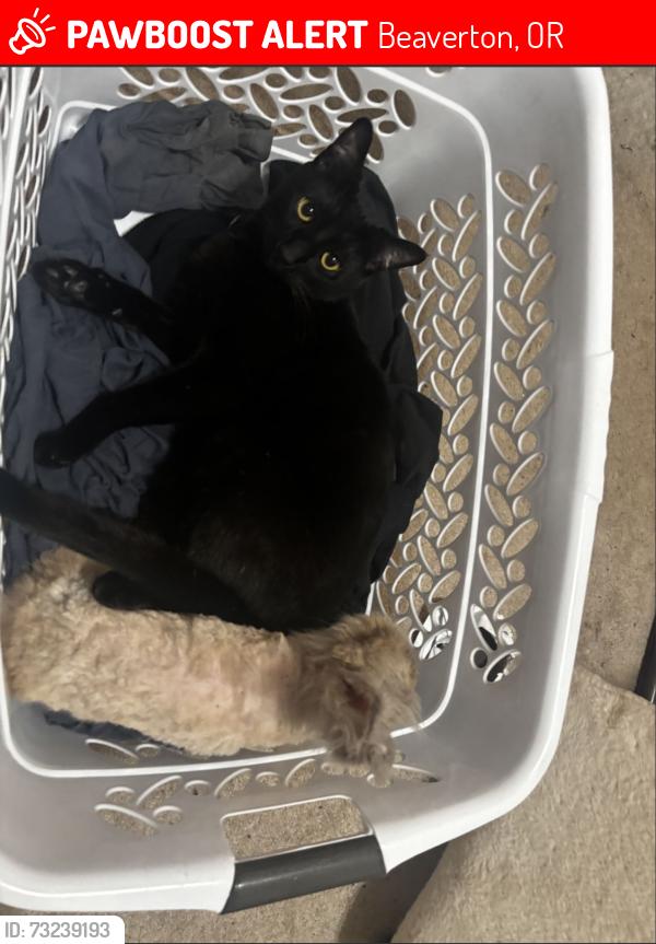Lost Male Cat last seen Augusta and Johnson street, Beaverton, OR 97003