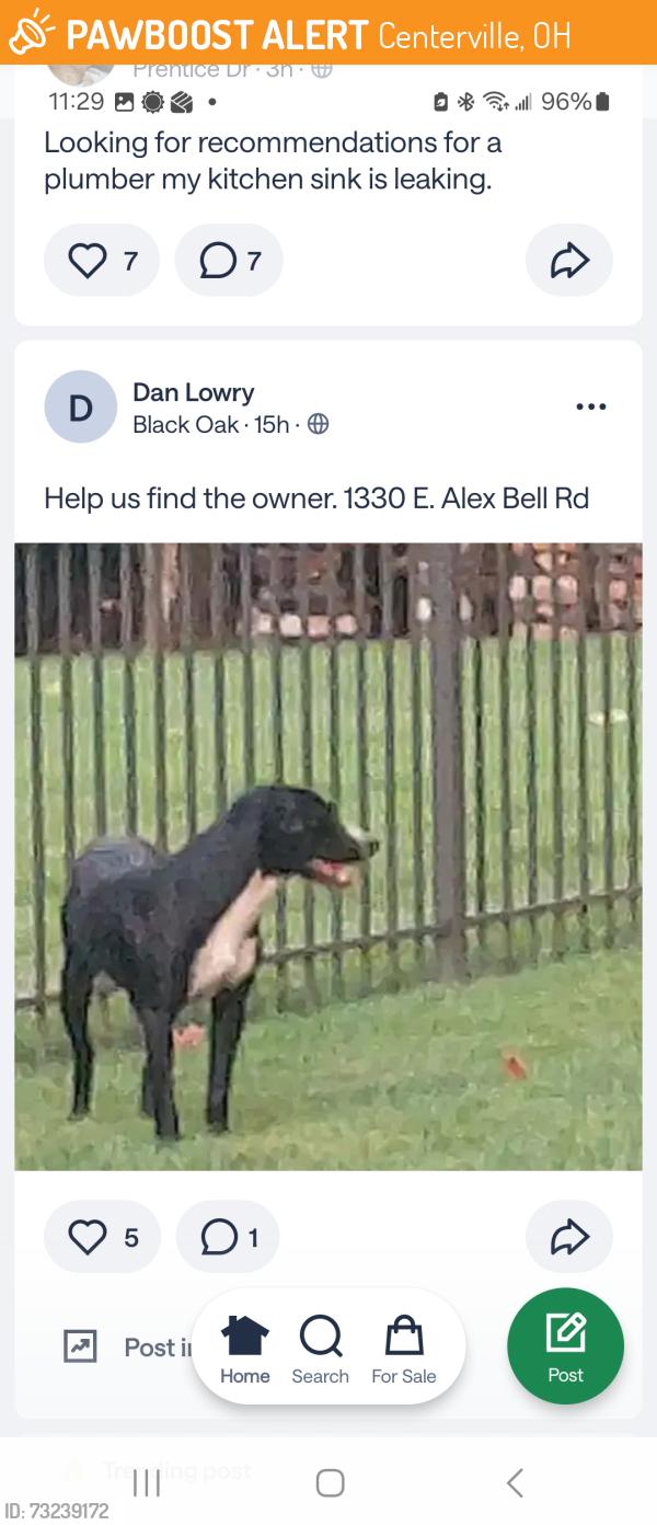 Found/Stray Male Dog last seen Near East Alex Bell Road, Centerville, OH 45459