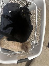 Lost Male Cat last seen Augusta and Johnson street, Beaverton, OR 97003