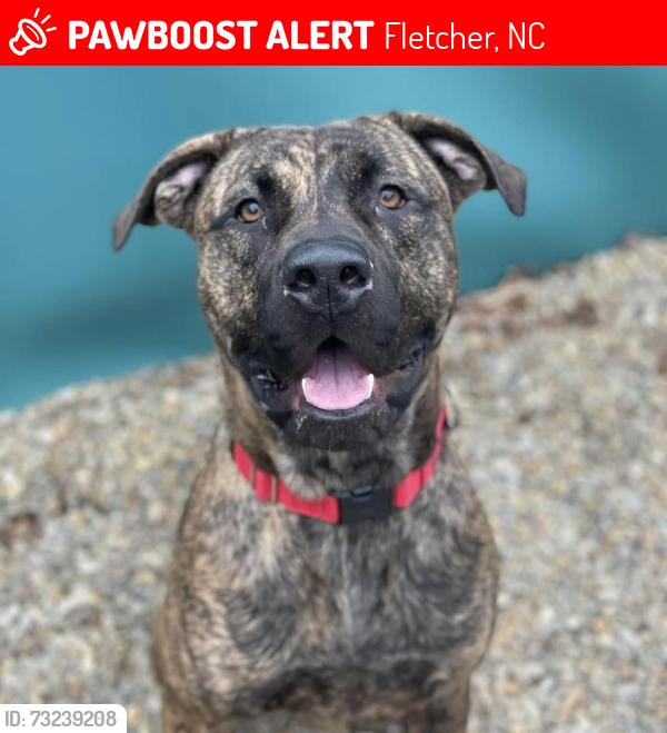 Lost Male Dog last seen Terrys Gap Rd Fletcher side/ Hoopers Creek, Fletcher, NC 28732