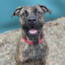 Lost Male Dog last seen Terrys Gap Rd Fletcher side/ Hoopers Creek, Fletcher, NC 28732