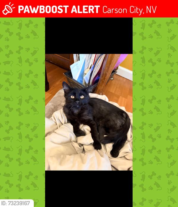 Lost Male Cat last seen Seeliger School, Carson City, NV 89701