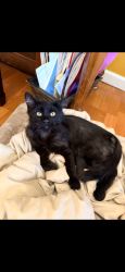 Lost Male Cat last seen Seeliger School, Carson City, NV 89701