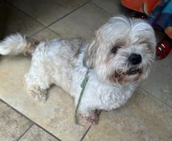 Reunited Male Dog last seen Boulder Knoll CT. Ellenwood Ga., near Boulder Run Trail, DeKalb County, GA 30294