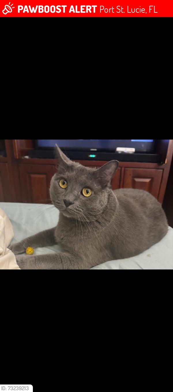 Lost Female Cat last seen Melaleuca, Port St. Lucie, FL 34952