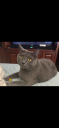 Lost Female Cat last seen Melaleuca, Port St. Lucie, FL 34952