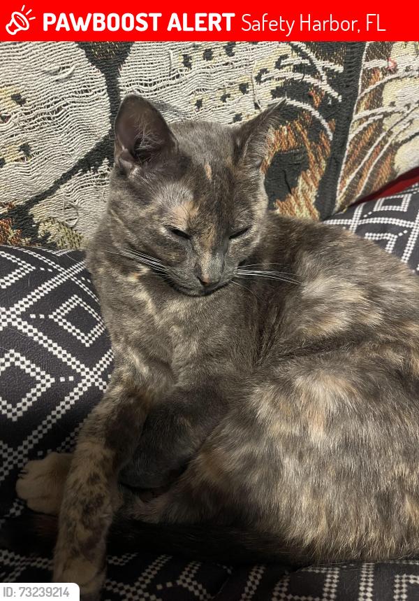 Lost Female Cat last seen Allen and egret, Safety Harbor, FL 34695