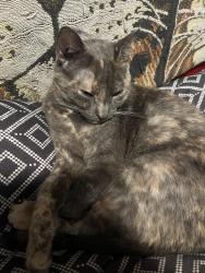 Lost Female Cat last seen Allen and egret, Safety Harbor, FL 34695