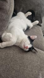 Reunited Male Cat last seen Castle news, North Northamptonshire, England NN8 1LS