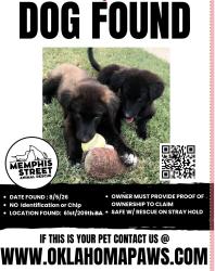 Found/Stray Unknown Dog last seen 61st / 209th, Broken Arrow, OK 74014