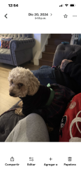 Lost Female Dog last seen Near stree, Chester, PA 19013