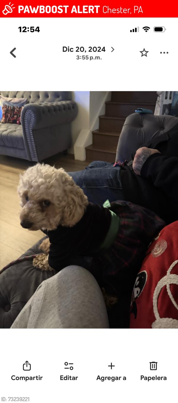 Lost Female Dog last seen Near stree, Chester, PA 19013