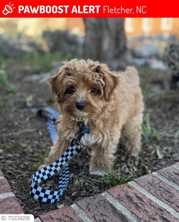 Lost Male Dog last seen Terrys gap Rd Fletcher side/ Hoopers creek, Fletcher, NC 28732