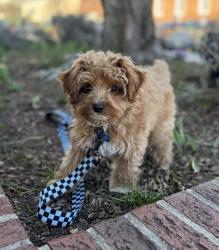 Lost Male Dog last seen Terrys gap Rd Fletcher side/ Hoopers creek, Fletcher, NC 28732